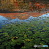 湖映のいもり池