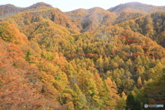 全山紅葉