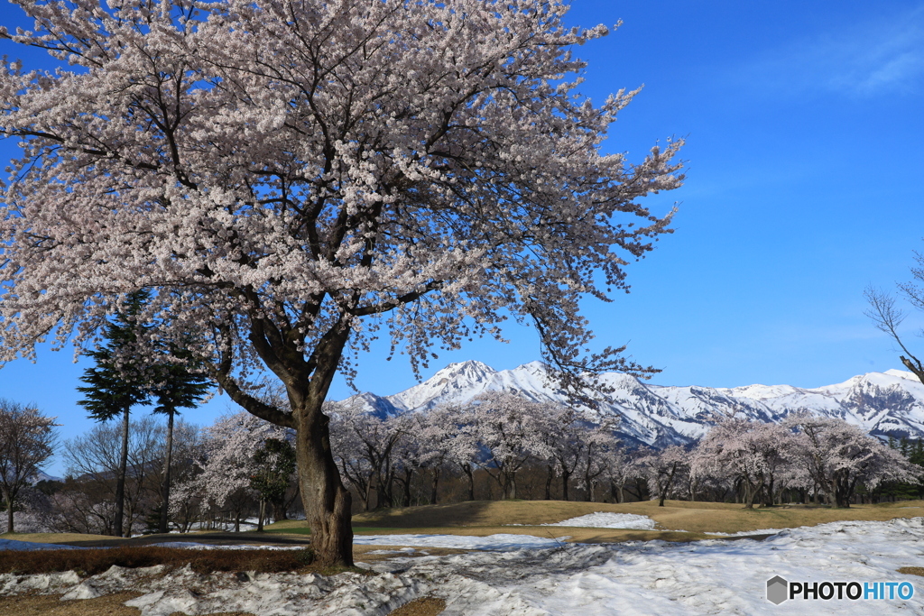 満開の桜と妙高山