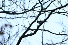 シジュウカラ