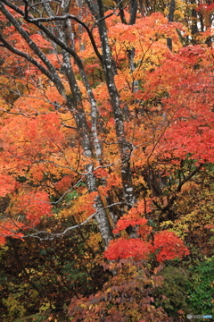 雨上がりの紅葉