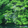新緑の藤