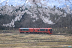 桜の向こうは雪月花