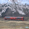 桜の向こうは雪月花