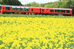 菜の花を前景に