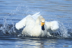 白鳥の水浴び