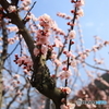 満開