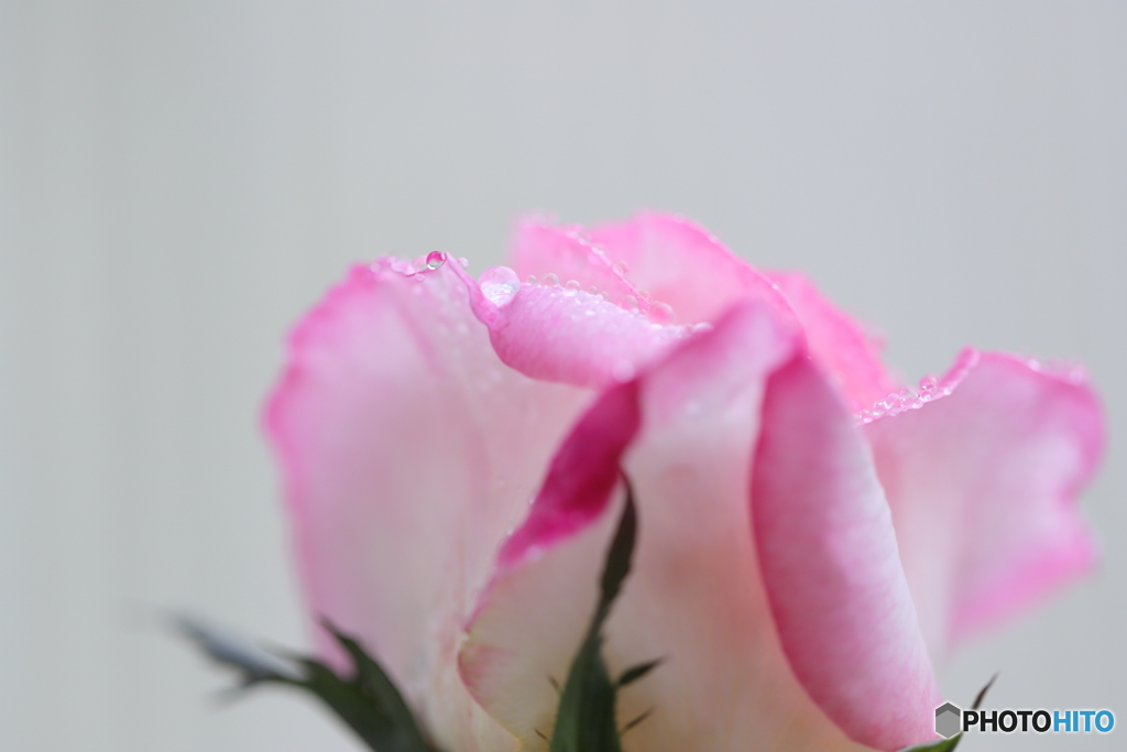 プリンセスの涙