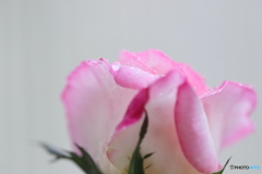 プリンセスの涙