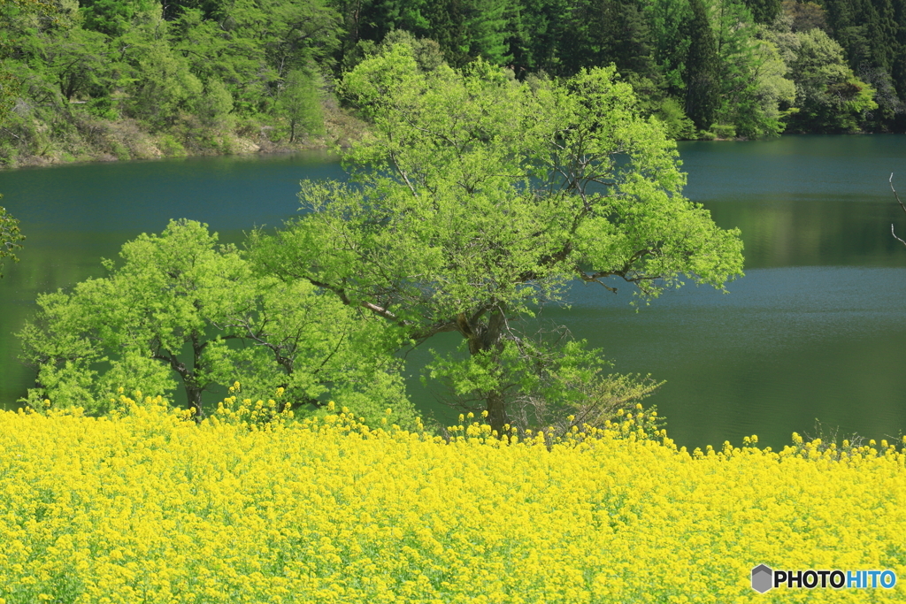 菜の花と水柳