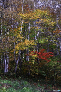 紅のささやき