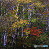 紅のささやき