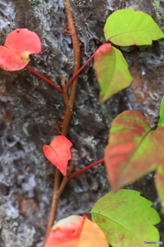 紅葉はまだ早い