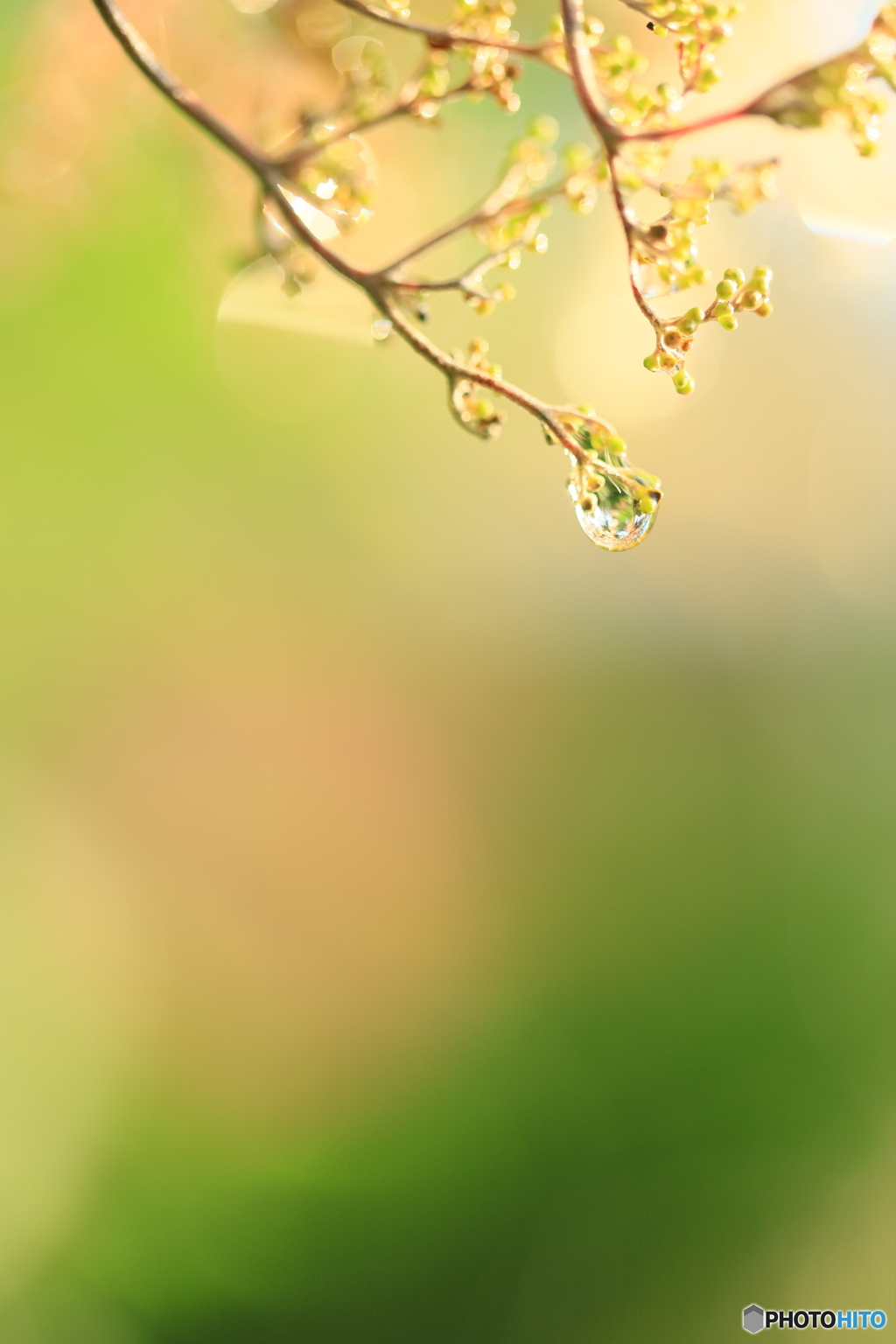 雨の滴