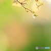 雨の滴