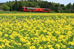 菜の花満開と雪月花