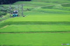 緑の中を