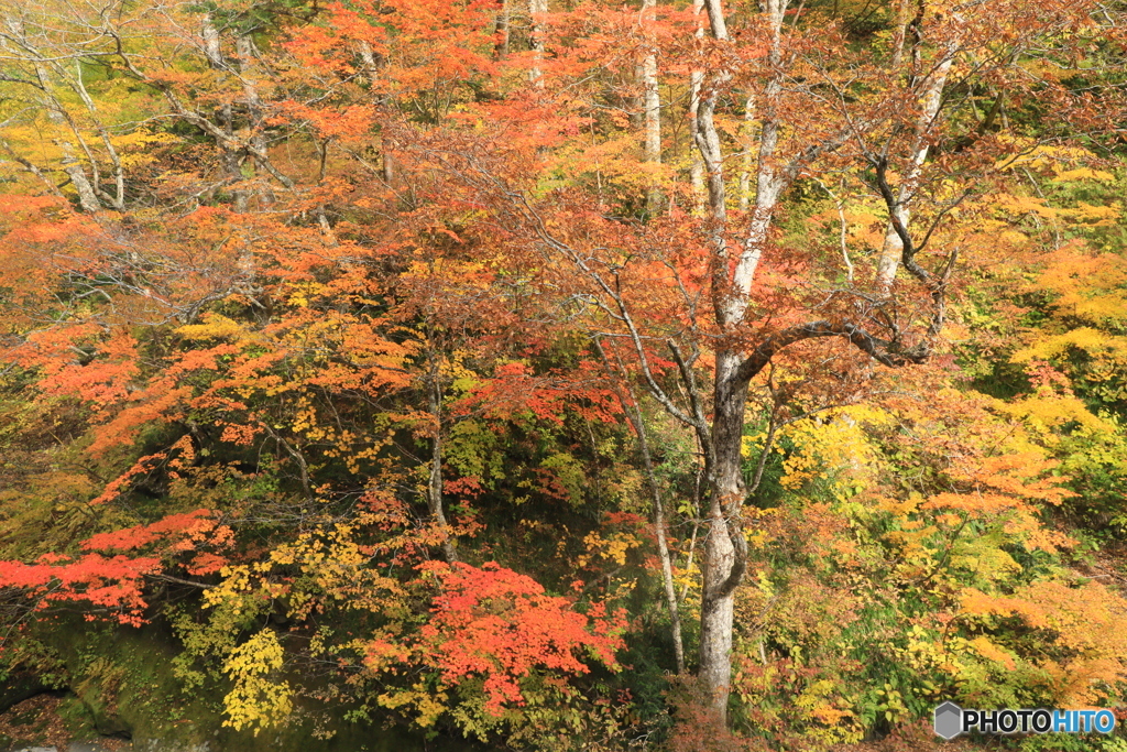 紅葉