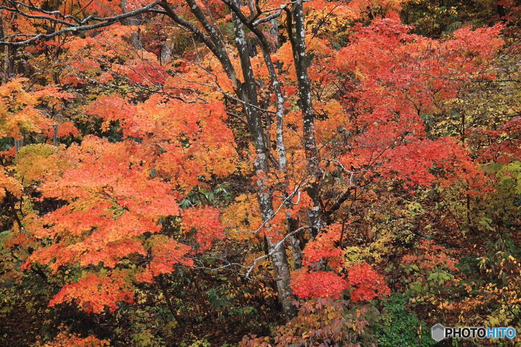 深紅の紅葉