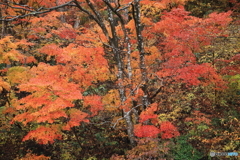 深紅の紅葉