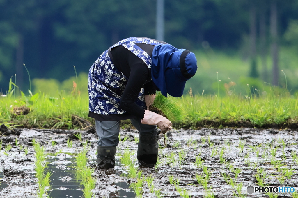 田植え
