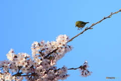 ひょいのひょい