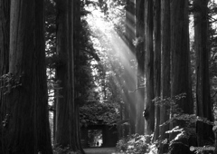 木立の斜陽