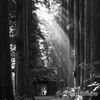 木立の斜陽