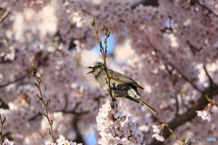 さえずり