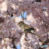 さえずり
