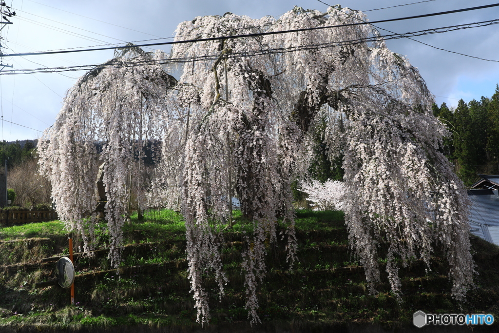 エドヒガン桜