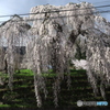 エドヒガン桜