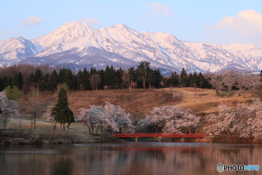 満開の桜と妙高山