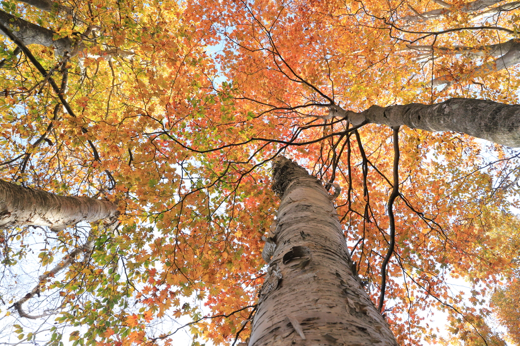天空のシャンデリア