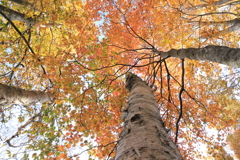 天空のシャンデリア