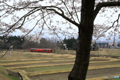 赤い雪月花