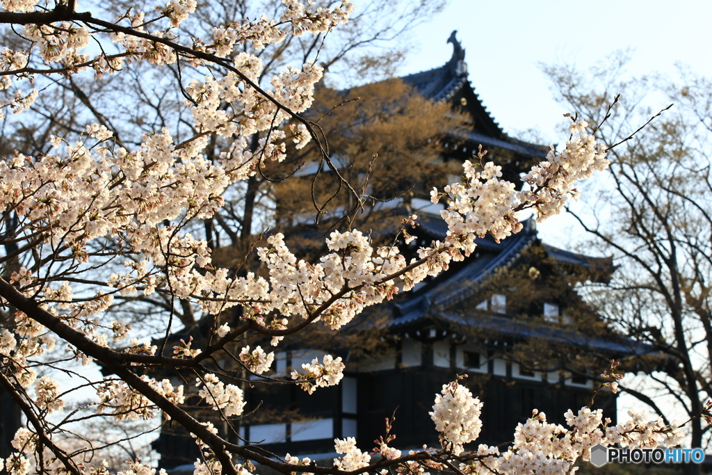 桜と高田城