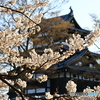 桜と高田城