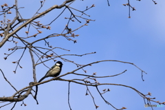 春の唄