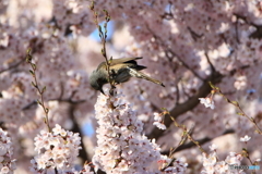 朝食