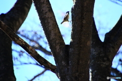 シジュウカラ