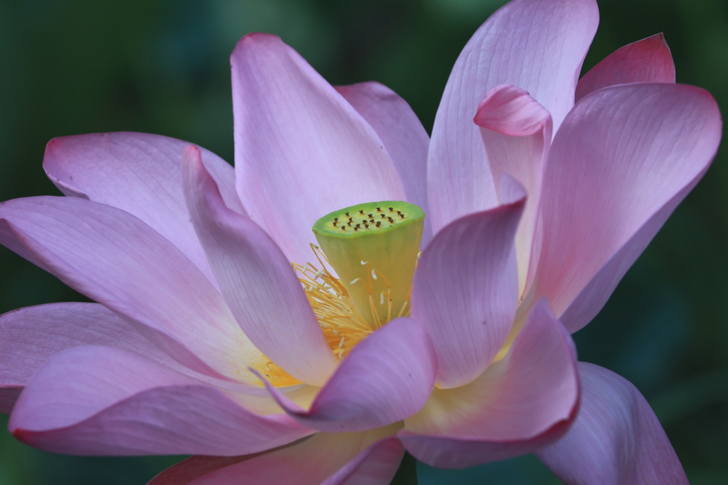 ピンクの花びら
