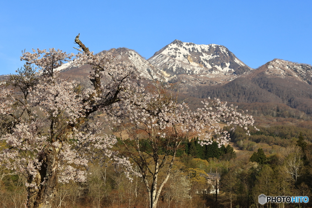 桜と妙高山