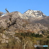 桜と妙高山