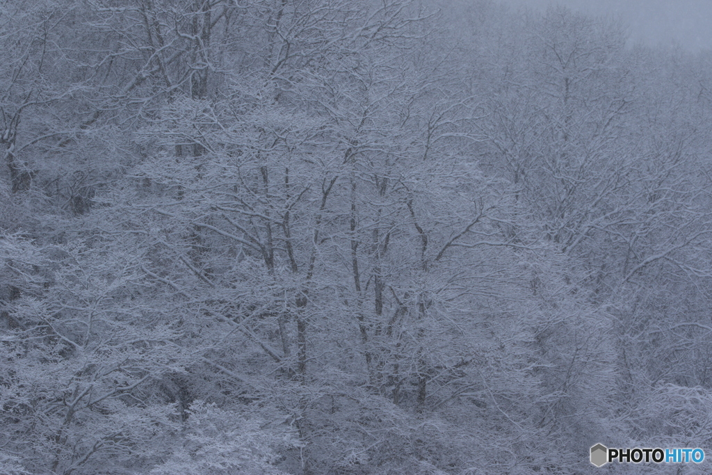 雪木立ち