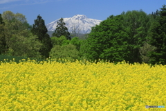 遠方は妙高山