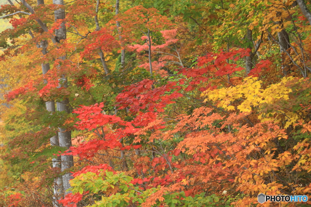 紅葉黄葉