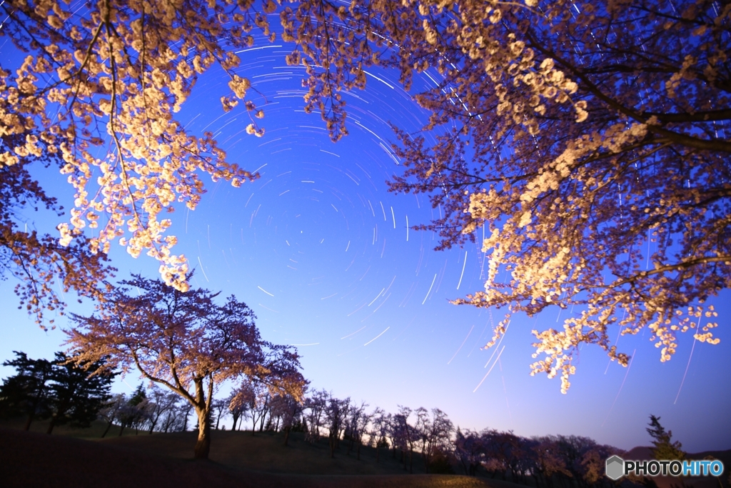 満開の桜とポラリス