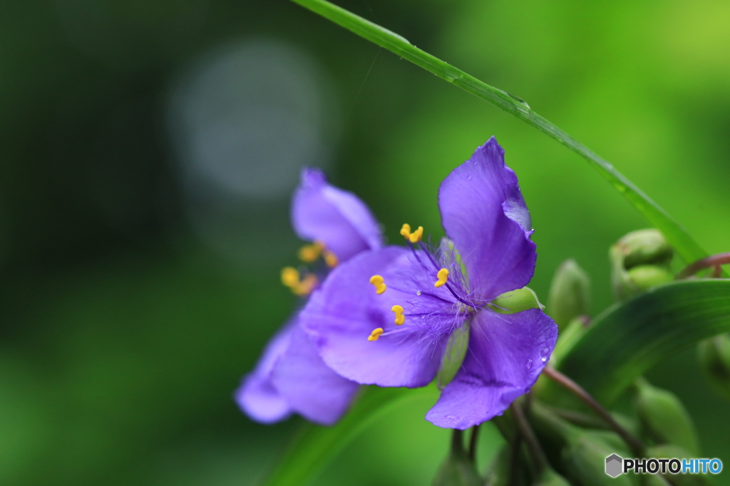 雨上がりのむらさき露草