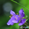 雨上がりのむらさき露草